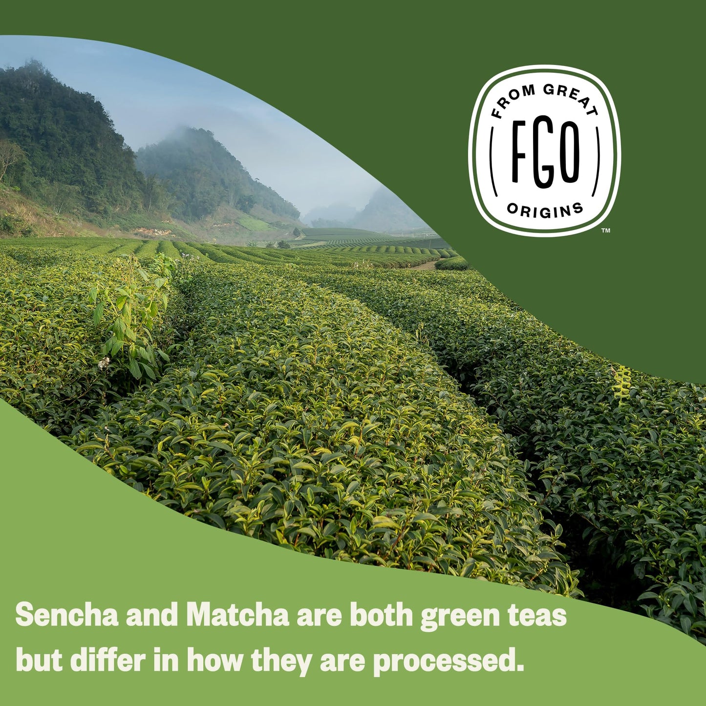 ElderZen Organic Tea - Caffeine-Free Eco Bags